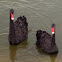 Black Swan