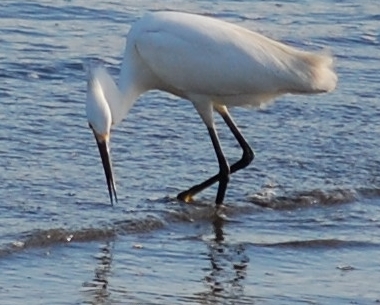Spotting Image 1