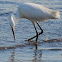 Snowy Egret