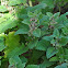Lemon balm