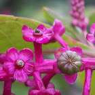 pokberry