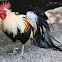 Rooster at Isonokami-Jingu