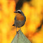 Cape Robin-Chat