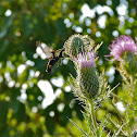 Snowberry clearwing moth