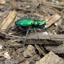 Six-Spotted Tiger Beetle