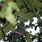 Slate-colored Hawk