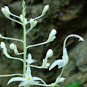 Wild dancing swan ginger