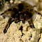 Tarantula