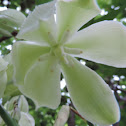 Twistleaf Yucca bloom