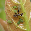 Aphids. Pulgón