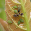Aphids. Pulgón