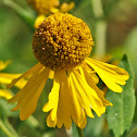 Sneezeweed