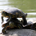 Red-eared Slider