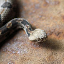 Timber Rattlesnake