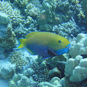 Parrot fish