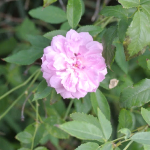 Spotting Image 1