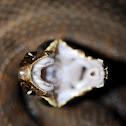 Cottonmouth
