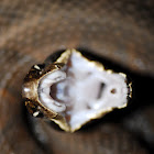 Cottonmouth