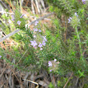 False Rosemary