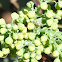 Grape-Holly