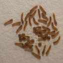 Larva