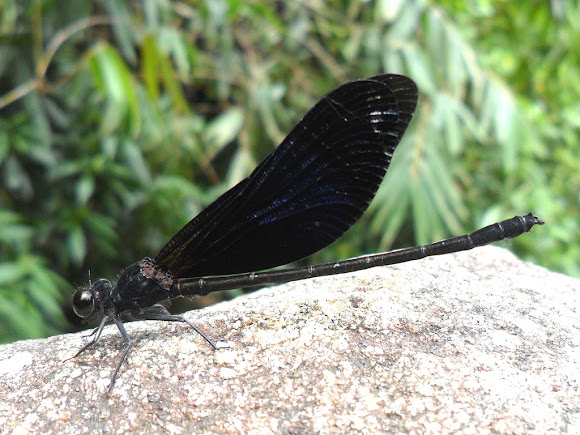Spotting Image 1