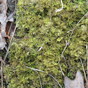 Delicate Fern Moss