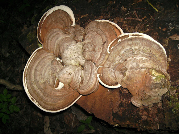 Spotting Image 1