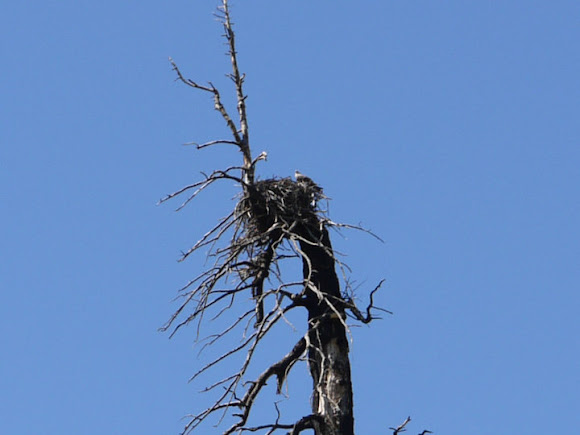 Spotting Image 1