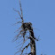 Osprey with Nest