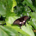 Common Mormon