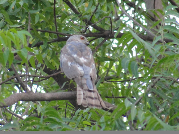 Spotting Image 1