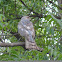 Shikra