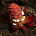 Balanophora