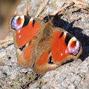 European Peacock