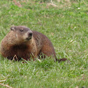 Groundhog