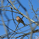 Common Chaffinch
