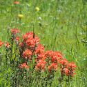Indian Paintbrush