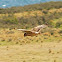 Australasian Harrier