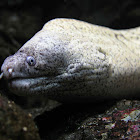 Moray Eel