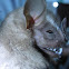 Large Fruit eating Bat