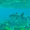 Great Barracuda