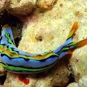 Thuridilla splendens