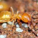 Citronella Ant