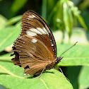 Great Eggfly