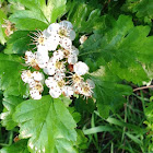 Eingriffeliger Weißdorn or Single-seeded hawthorn