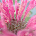Wild Bergamot / Bee Balm
