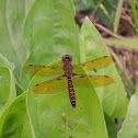 Eastern Amberwing