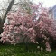 Magnolia