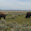 Bison